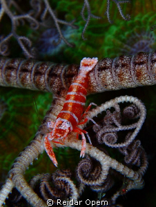 Basket star shrimp (Periclimenes lanipes) by Reidar Opem 